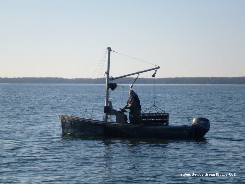 Shellfish farmer on small skiff hauling oyster cages off lease with winch